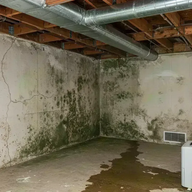 Professional Mold Removal in Corbin, KY